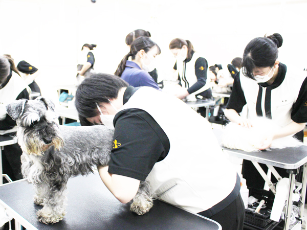 １年生のトリミング実習準備☆